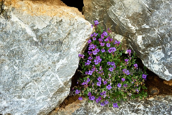 Spring, Flower, Allgäu, Bavaria, Germany