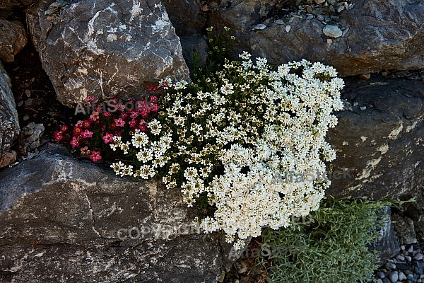 Spring, Flower, Allgäu, Bavaria, Germany