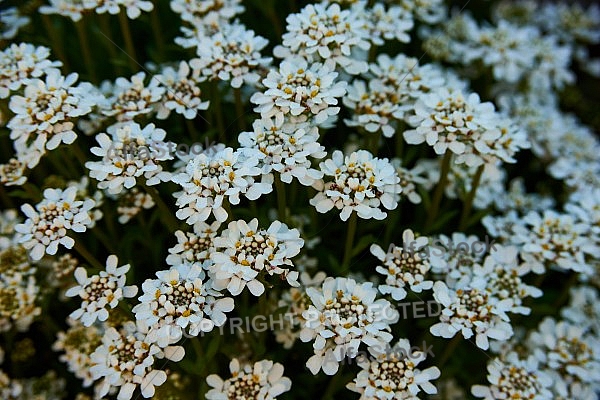 Spring, Flower, Allgäu, Bavaria, Germany