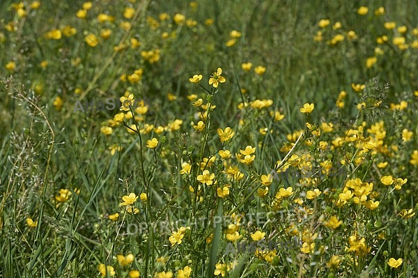 Spring, Flower, Allgäu, Bavaria, Germany