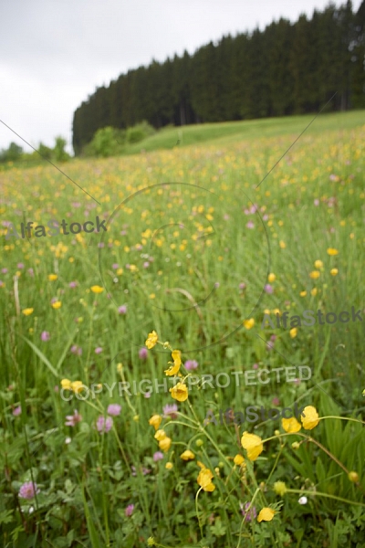 Spring, Flower, Allgäu, Bavaria, Germany