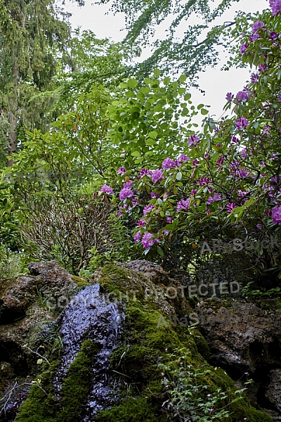 Spring, Flower, Allgäu, Bavaria, Germany