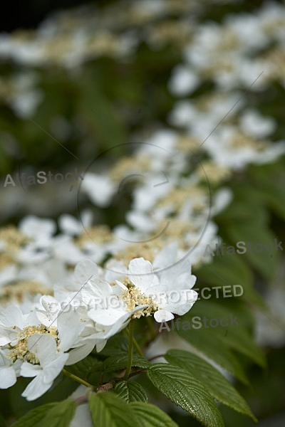 Spring, Flower, Allgäu, Bavaria, Germany