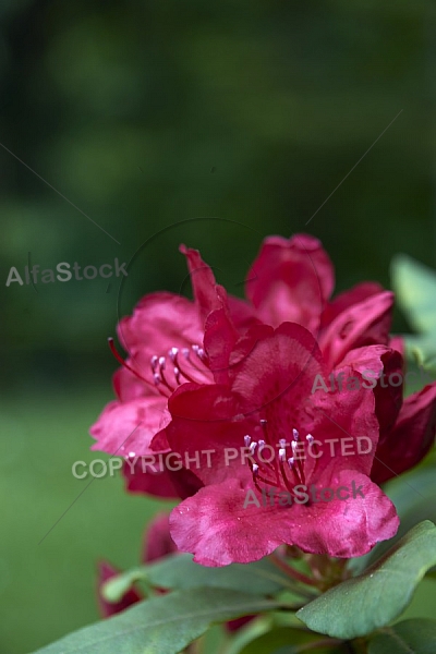 Spring, Flower, Allgäu, Bavaria, Germany