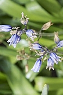 Spring, Flower