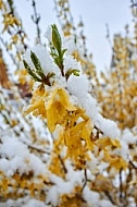 Spring, Flower, Snow