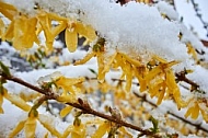 Spring, Flower, Snow