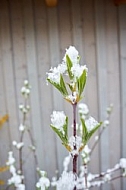 Spring, Flower, Snow