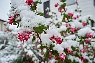 Spring, Flower, Snow