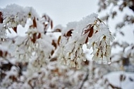 Spring, Flower, Snow