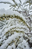 Spring, Flower, Snow