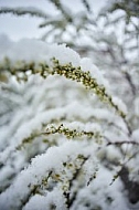 Spring, Flower, Snow