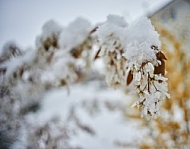 Spring, Flower, Snow