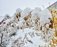 Spring, Flower, Snow