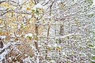 Spring, Flower, Snow