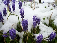 Spring, Flower, Snow