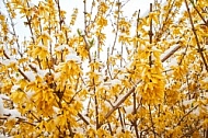 Spring, Flower, Snow