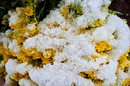 Spring, Flower, Snow