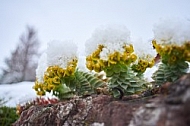 Spring, Flower, Snow