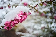 Spring, Flower, Snow