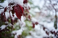 Spring, Flower, Snow