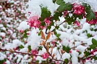 Spring, Flower, Snow