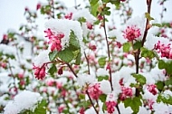 Spring, Flower, Snow