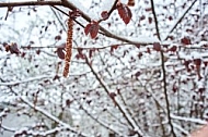 Spring, Flower, Snow