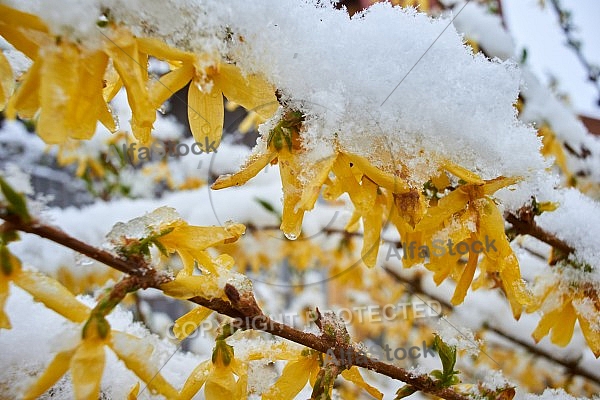 Spring, Flower, Snow