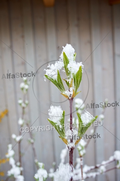 Spring, Flower, Snow