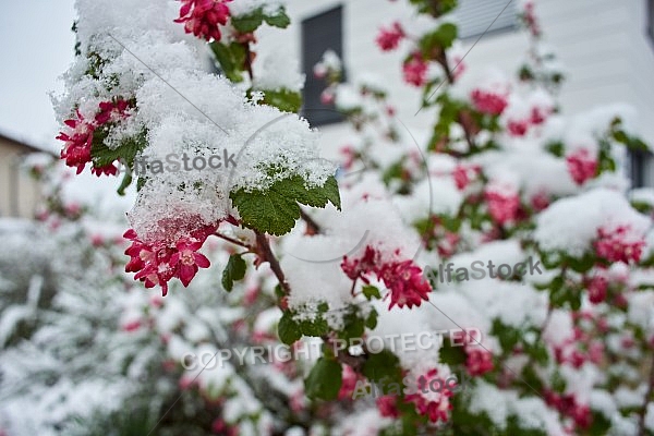 Spring, Flower, Snow