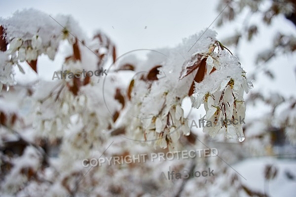 Spring, Flower, Snow