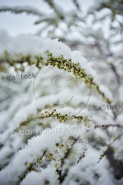 Spring, Flower, Snow