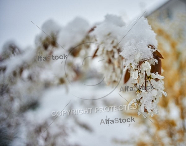 Spring, Flower, Snow