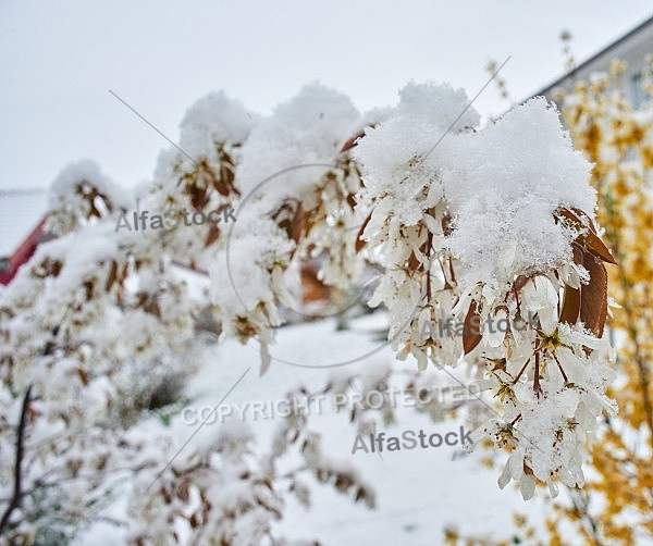 Spring, Flower, Snow