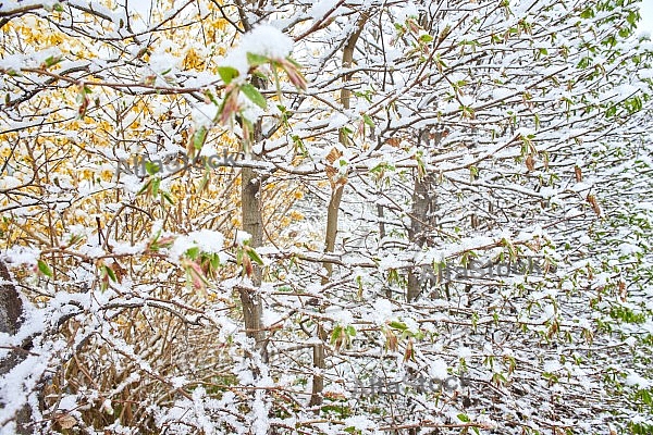 Spring, Flower, Snow