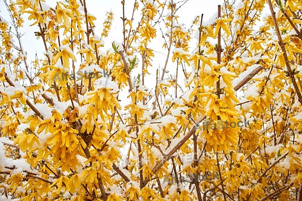 Spring, Flower, Snow