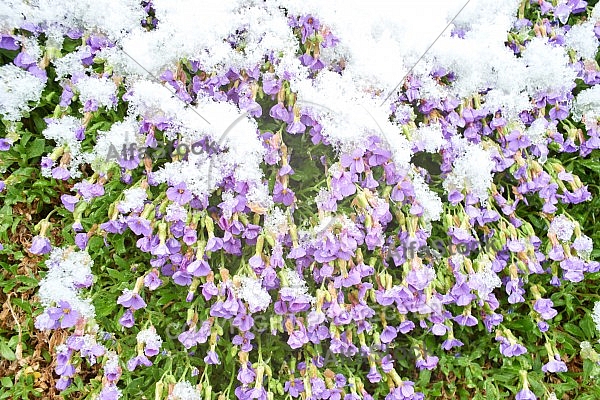 Spring, Flower, Snow