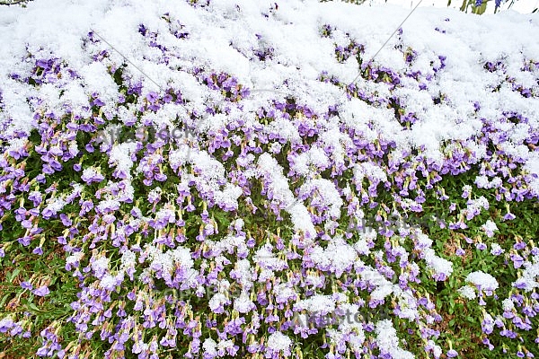 Spring, Flower, Snow