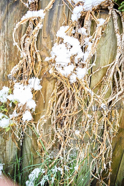 Spring, Flower, Snow