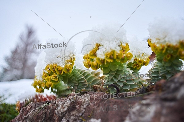 Spring, Flower, Snow