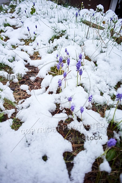 Spring, Flower, Snow