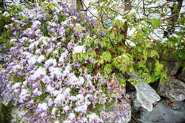 Spring, Flower, Snow