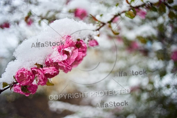 Spring, Flower, Snow