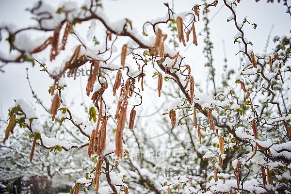 Spring, Flower, Snow