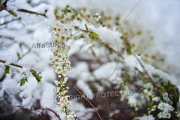 Spring, Flower, Snow