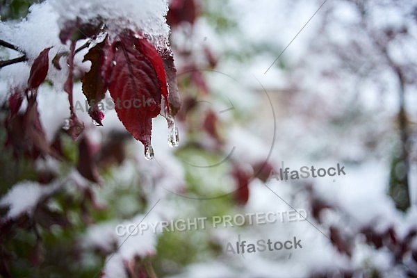 Spring, Flower, Snow