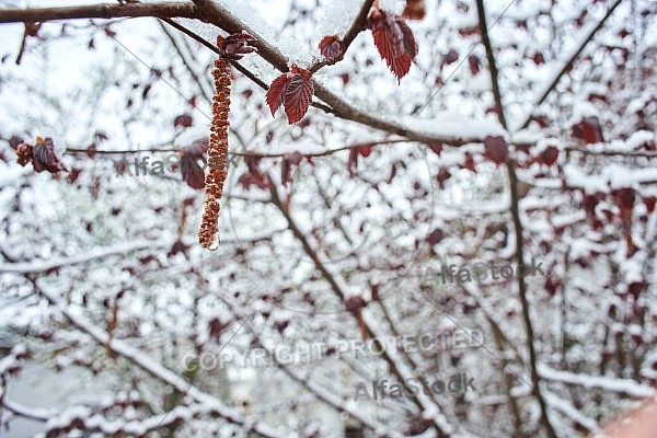 Spring, Flower, Snow