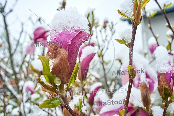 Spring, Flower, Snow