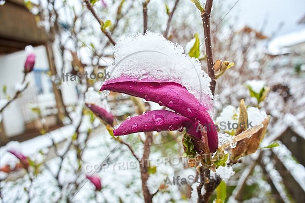 Spring, Flower, Snow